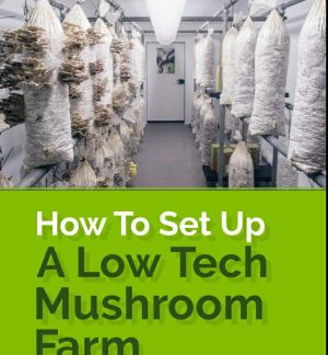 How To Set Up A Low Tech Mushroom Farm